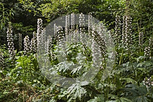 Plants: A patch of Acanthus Hirsutus subsp. Syriacus, aka Syrian Bear`s Breech. 6