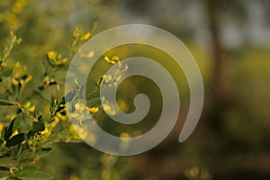 Plants of Pigeon pea with flowering yellow flower in the agriculture field with copy space