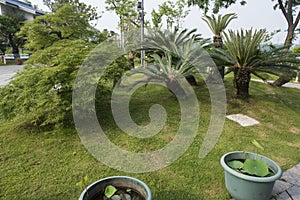 Plants in the plant bonsai garden in Xuanwu Lake Park