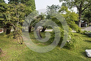 Plants in the plant bonsai garden in Xuanwu Lake Park