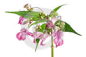 Plant studies: Himalayan Balsam - Indian balsam Impatiens glandulifera photo