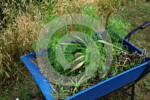 Plants planted in a blue wheelbarrow