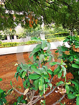 Plants planted in a Garden of India
