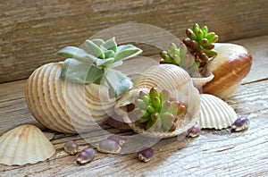 Plants planted in a shells.