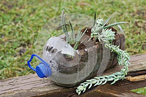 Plants in plastic bottle. Help our planet. Save nature. Reuse old things.