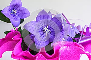 Plants. Platycodon grandiflorus. Balloon Flower plant with blue flowers in a vase covered with fuchsia crepe paper