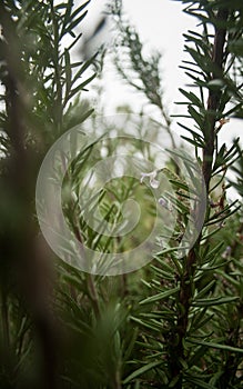 Plants Portrait Outdoor in the Garden