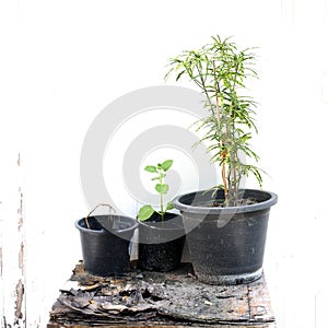 Plants pot with white background
