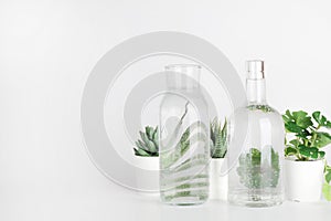 Plants in pots distorted through water in bottle on white background. Home decor, eco friendly, relax concept