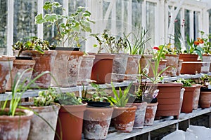 Rastliny na hrnce v skleník 