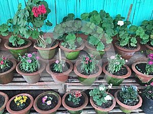 Plants on pots in house people love the plants to provide good environment.