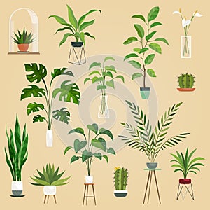 Plants in pots. Houseplant, succulent plants. Ficus planting in flowerpots vector isolated collection