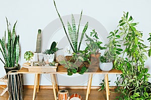 Plants in pots. Indoor plants in a modern cozy interior.