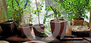 Plants into the pots with lots of love to the flowers to keep ourselves healthy