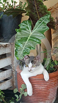 Plants, Pots, and Pets photo