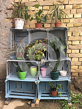 Plants in pots on shelves