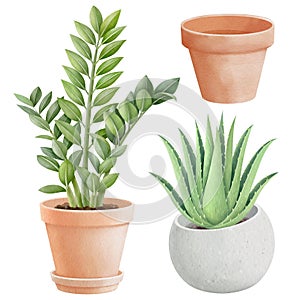 plants in pots watercolor style