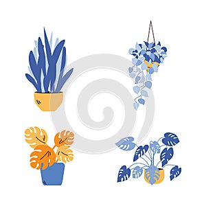 Plants in pots in yellow and blue tints cartoon vector illustration isolated.