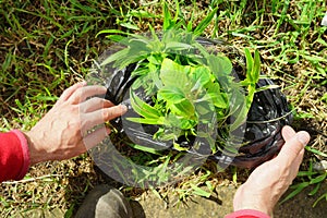 Plants prepared to be plant. Hands keeping flowers. Gardening background. Outdoor activity.