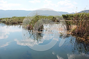 Plants at Prespes Lake Florina northern Greece