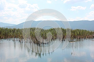 Plants at Prespes Lake Florina northern Greece