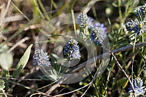 Plants of prostrate speedwell, Veronica prostrata