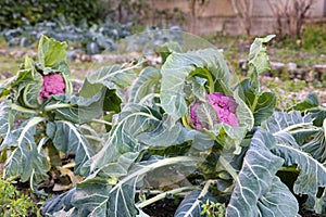 plants of purple cauliflower growing in winter