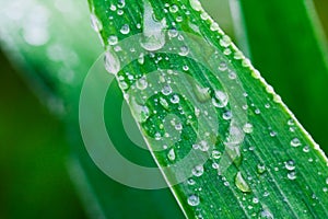 Plants after a rain