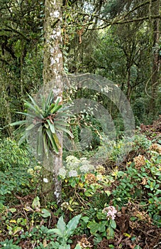 Plants in a rainforest in southeastern Brazil