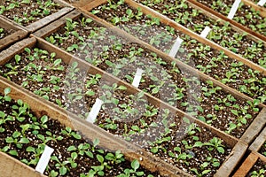 Plants ready for planting seedling in hothouse