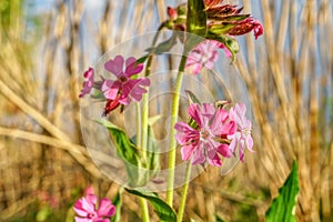 Plants with red flowers and brown grasses around background