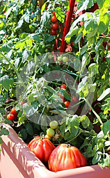 Plants of red tomatoes in the urban garden