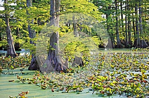 Plants in Reelfoot Lake