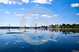 Plants reflecting in lake at neak pean temple, angkor archaeological park