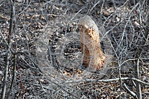 Plants at the river Danube in Slovakia - Beaver