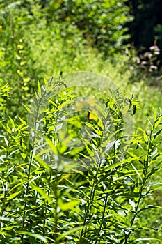 plants at the roadside, shining in the midday sun