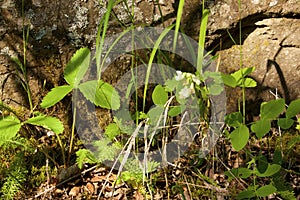 Plants and Rocks  701544