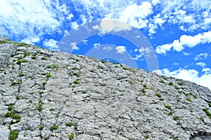 Plants on rocky limestone ground, blue sky in background