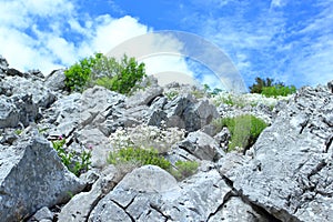 Plants on rocky limestone ground, blue sky in background