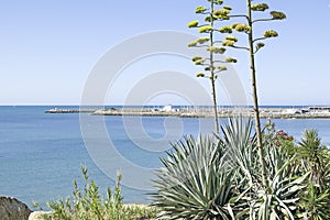 Plants on the Rompidillo beach in Rota, Cadiz, Andalusia, Spain