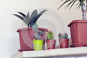Plants in room. Cactus, succulent, marginata dracaena and ficus elastica rubber plant plants, close-up.