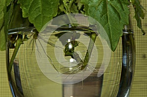 Plants rooting in water glass