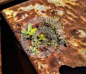 Plants on rust metal