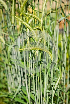 Plants of rye  cereal Secale cereal Botany and nutrition