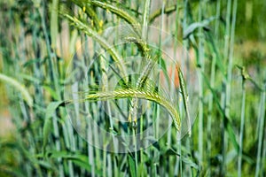 Plants of rye  cereal Secale cereal Botany and nutrition