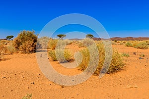 Plants in the Sahara desert photo