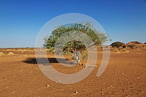 Plants in Sahara desert of Sudan
