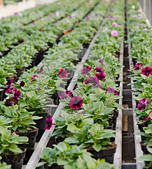 Plants for sale in the greenhouse in Holland photo