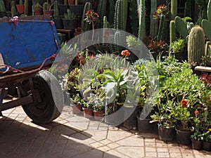 Plants for sale in a market square in Marrakech, Morocco