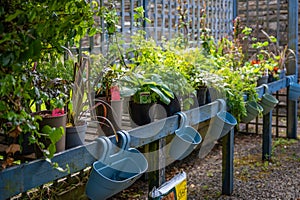 Plants for Sale standing on a wooden table outdoors of a store, Kirkwall, Scotland